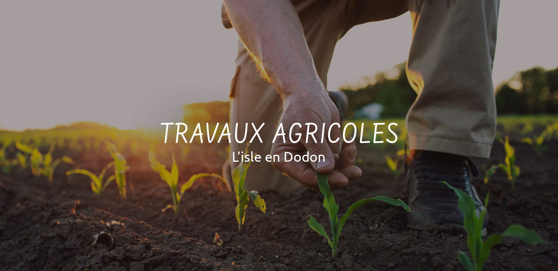 Travaux agricoles cueillette